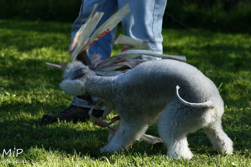 2010-10-03 Coursing-Training GE (33).jpg